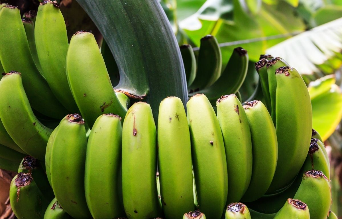 banana Tenerife